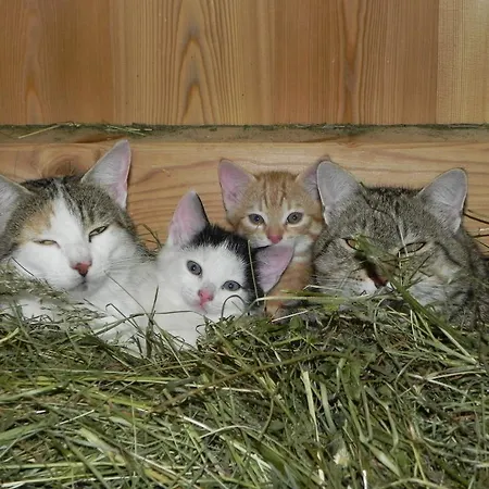 Matzenhof Feriegård