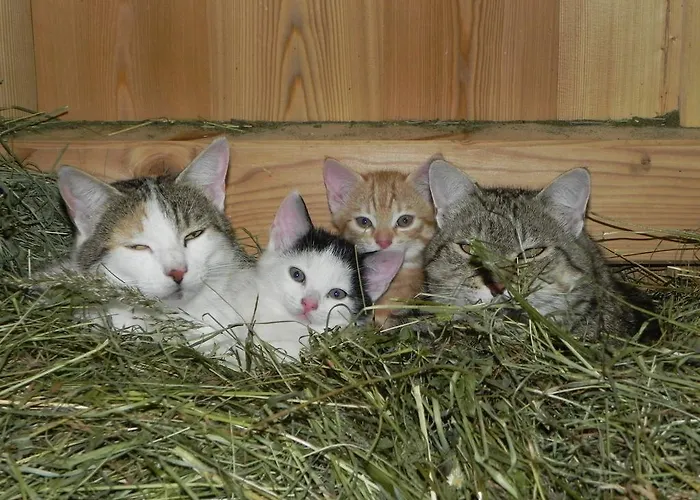 Matzenhof Çiftlik konaklama